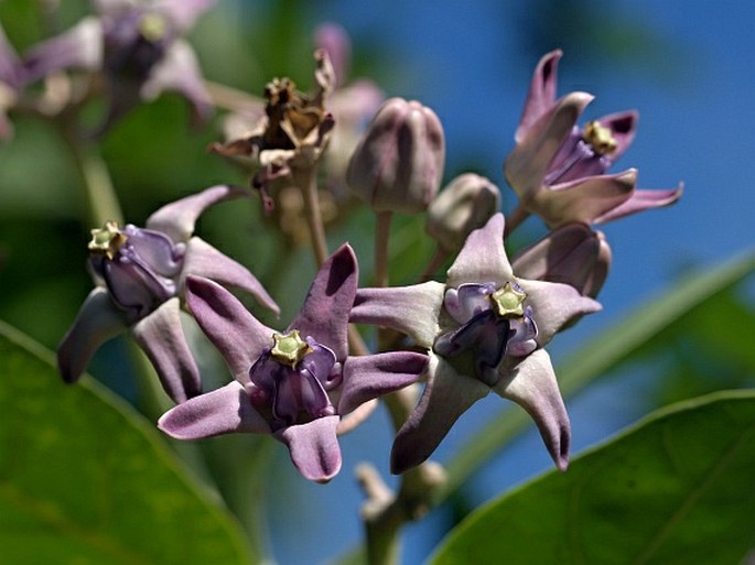 Apocynaceae