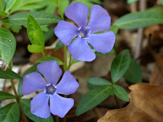 Apocynaceae