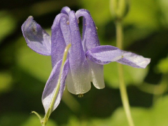 Aquilegia nikolicii