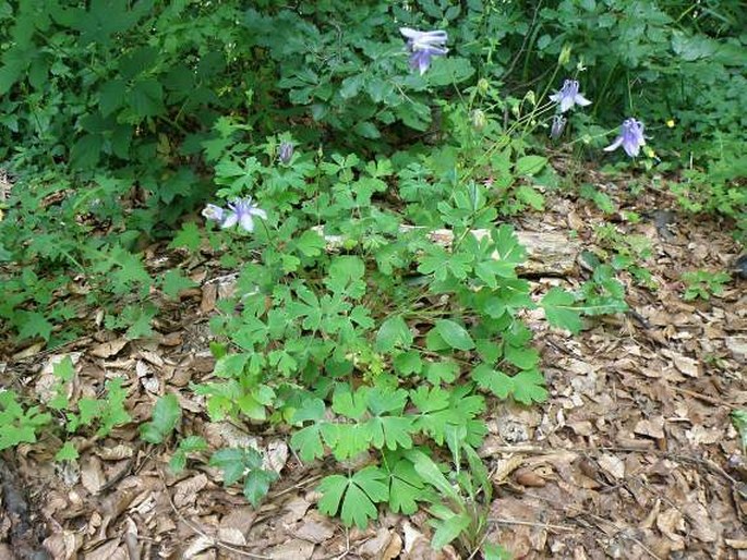 Aquilegia nikolicii