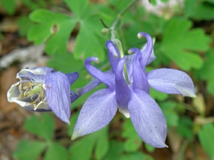 Aquilegia nikolicii