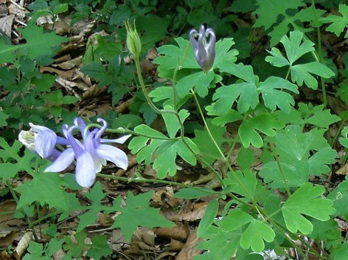 Aquilegia nikolicii