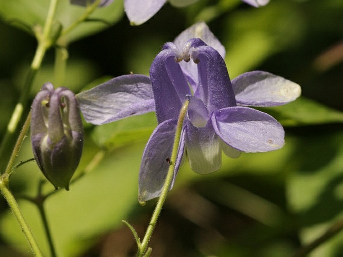 AQUILEGIA NIKOLICII (Niketić) Niketić et Cikovac - orlíček