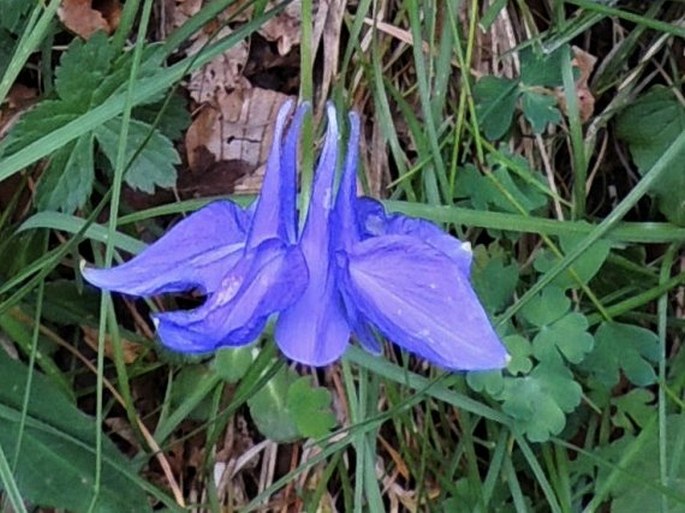 Aquilegia pyrenaica