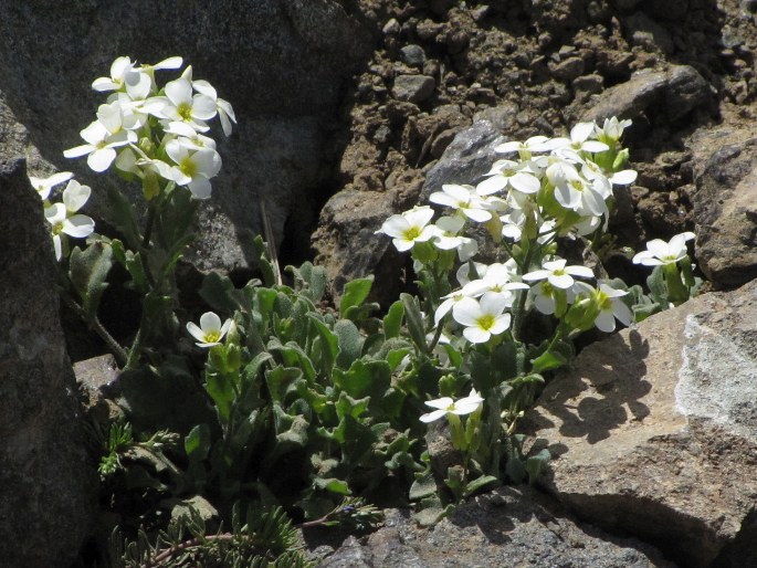 ARABIS CAUCASICA Willd. – huseník kavkazský