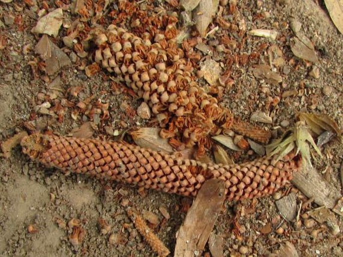 Araucaria bidwillii