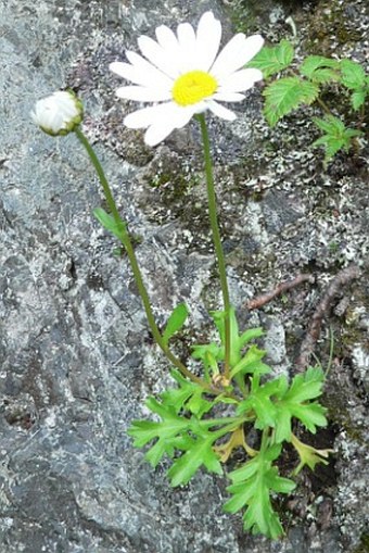 Arctanthemum arcticum