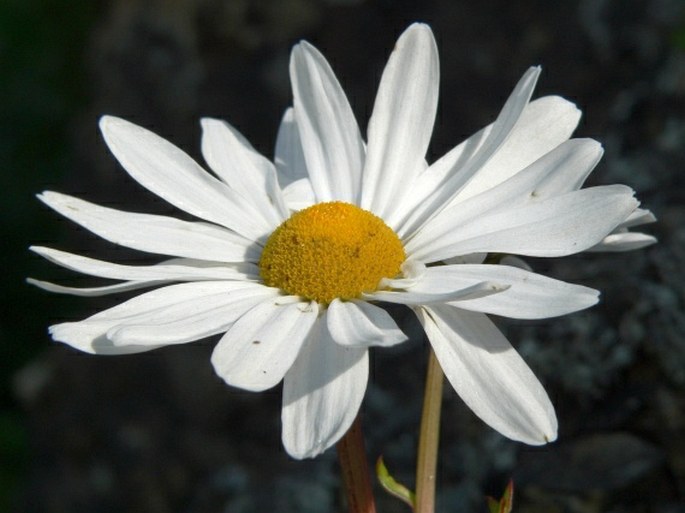 Arctanthemum arcticum