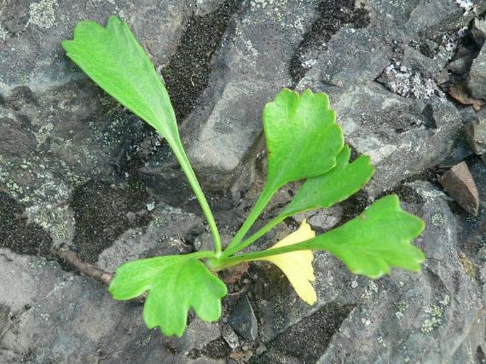 Arctanthemum arcticum