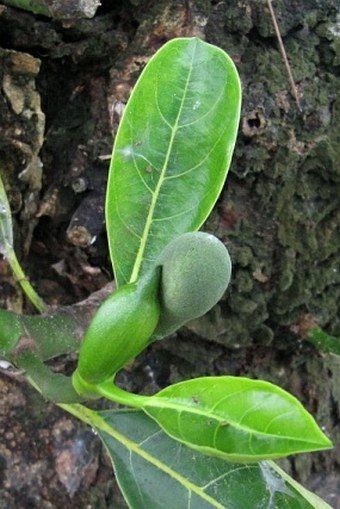 Artocarpus heterophyllus