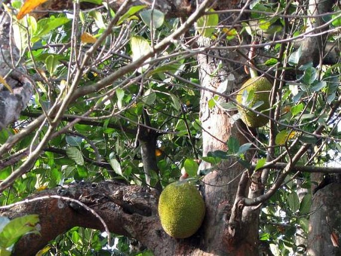 Artocarpus heterophyllus