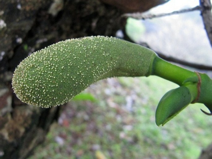 Artocarpus heterophyllus