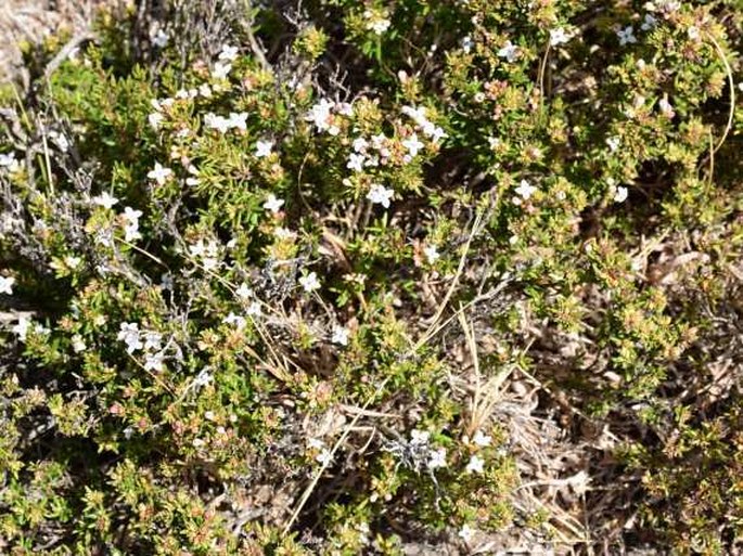 Arcytophyllum thymifolium