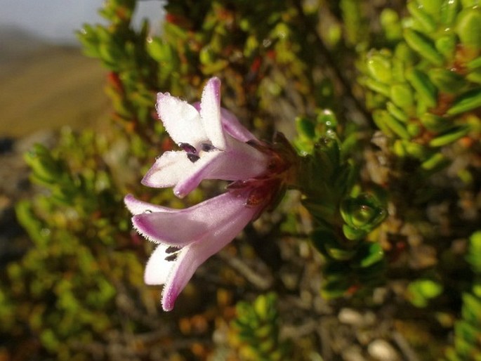 Arcytophyllum vernicosum