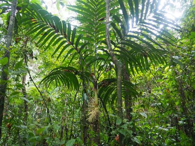 ARECA VIDALIANA Becc. – areka