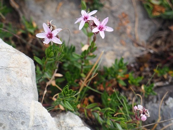 ARENARIA PURPURASCENS Ramond ex DC. – písečnice / piesočnica