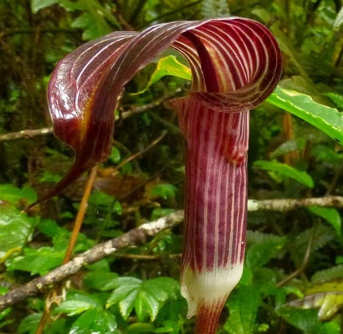 ARISAEMA ANOMALUM Hemsl. - lítostka