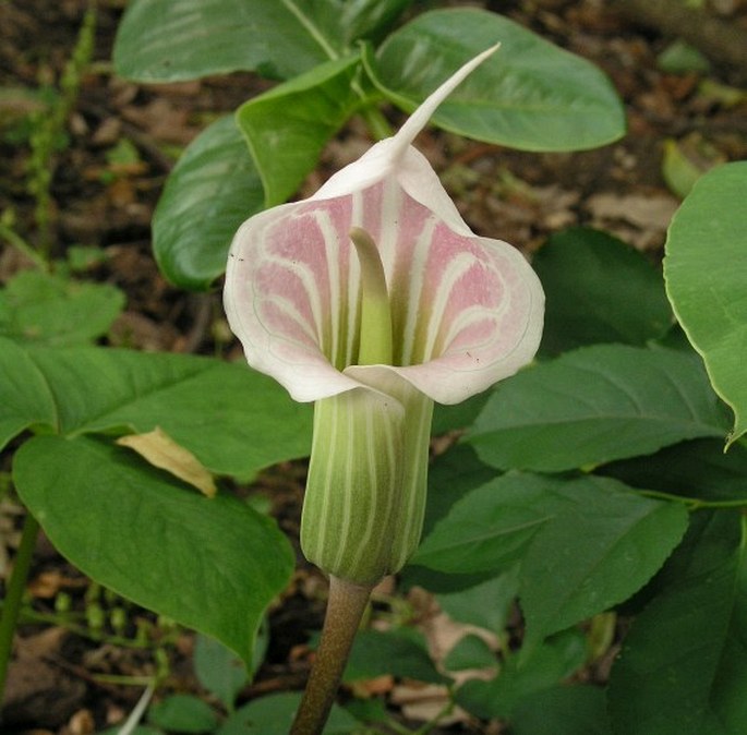 ARISAEMA CANDIDISSIMUM W. W. Sm. - lítostka