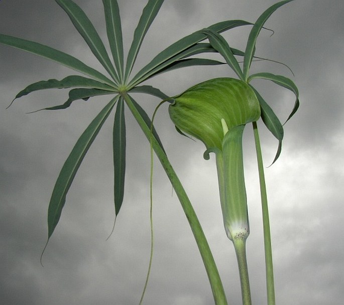 ARISAEMA CONSANGUINEUM Schott - lítostka