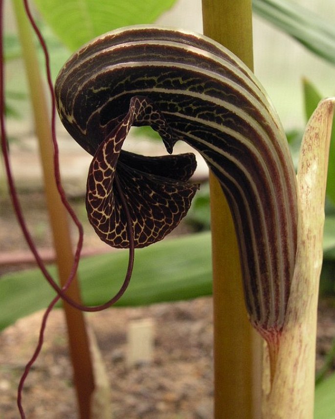 ARISAEMA DAHAIENSE H. Li - lítostka