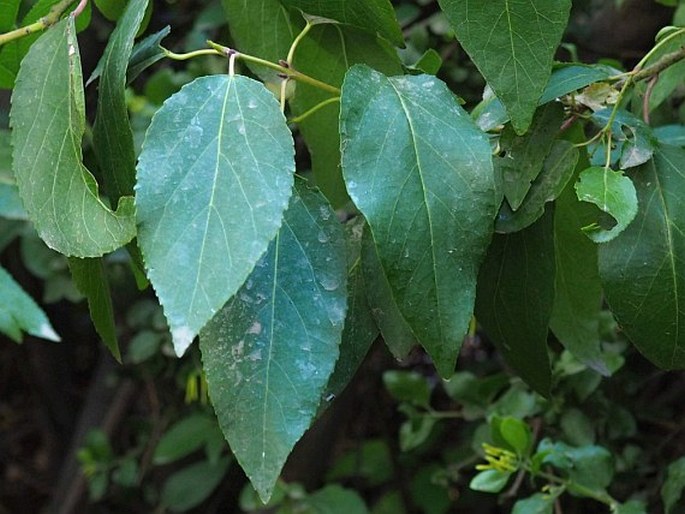 ARISTOTELIA CHILENSIS (Molina) Stuntz