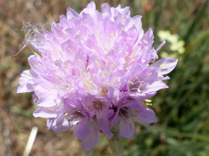 Armeria beirana