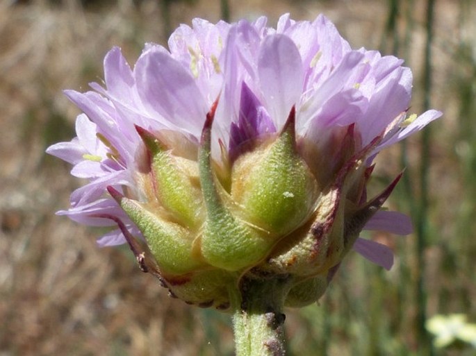 Armeria beirana