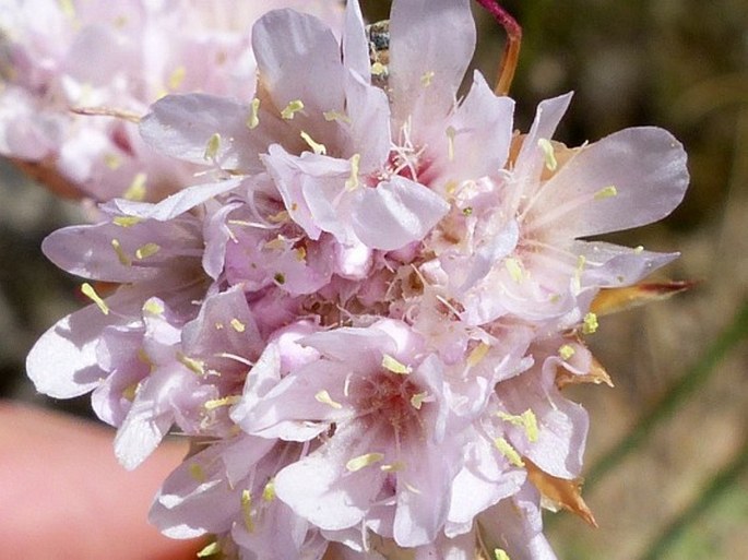 Armeria beirana