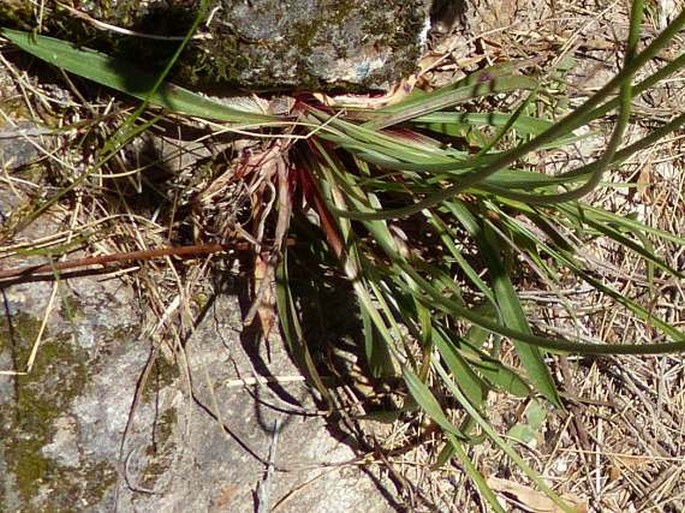 Armeria beirana