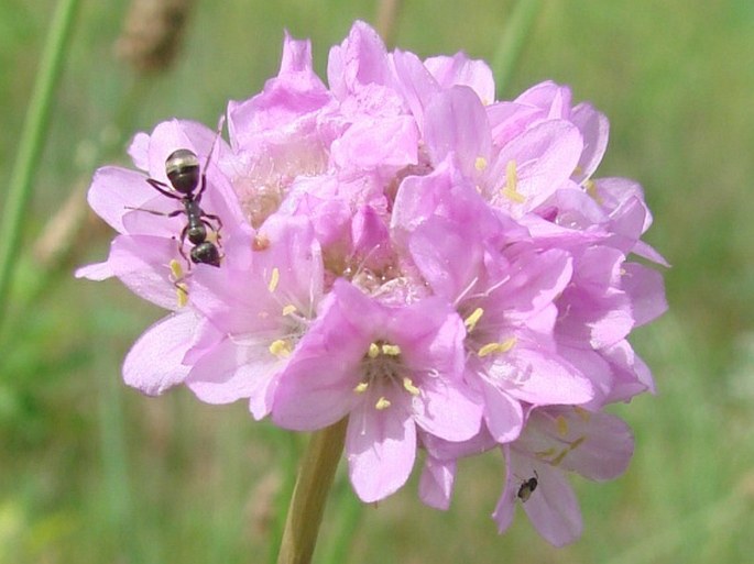 Armeria vulgaris