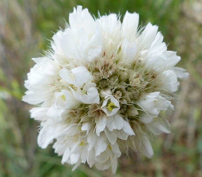 ARMERIA TRANSMONTANA (Samp.) G. H. M. Lawr. - trávnička