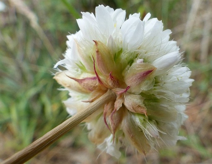 Armeria transmontana