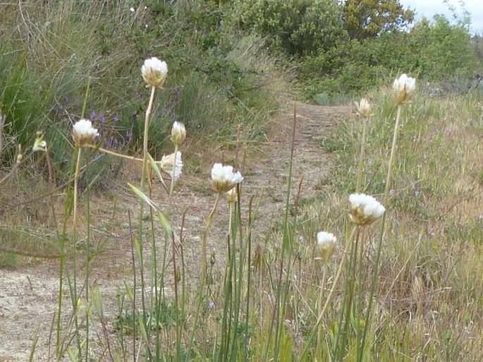 Armeria transmontana