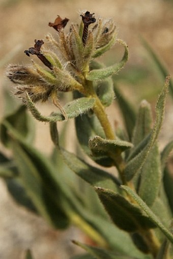 Arnebia euchroma