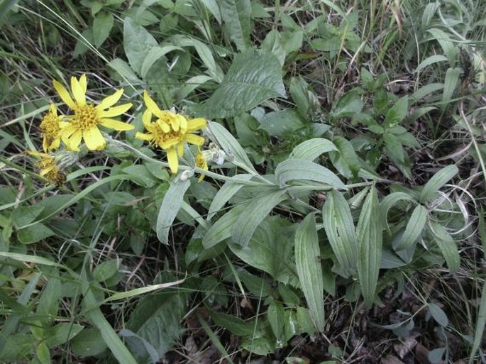 Arnica chamissonis