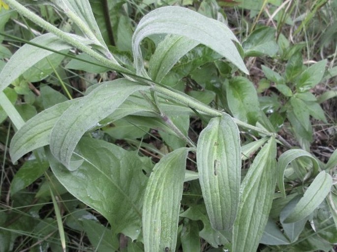 Arnica chamissonis