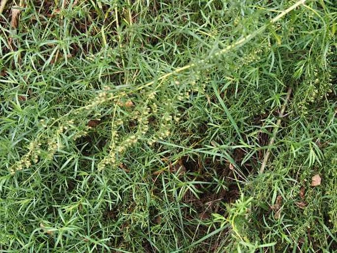 Artemisia dracunculus