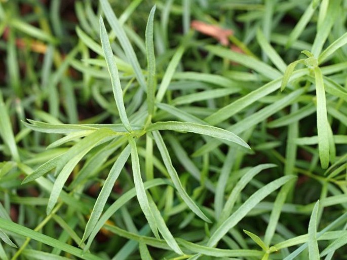 Artemisia dracunculus