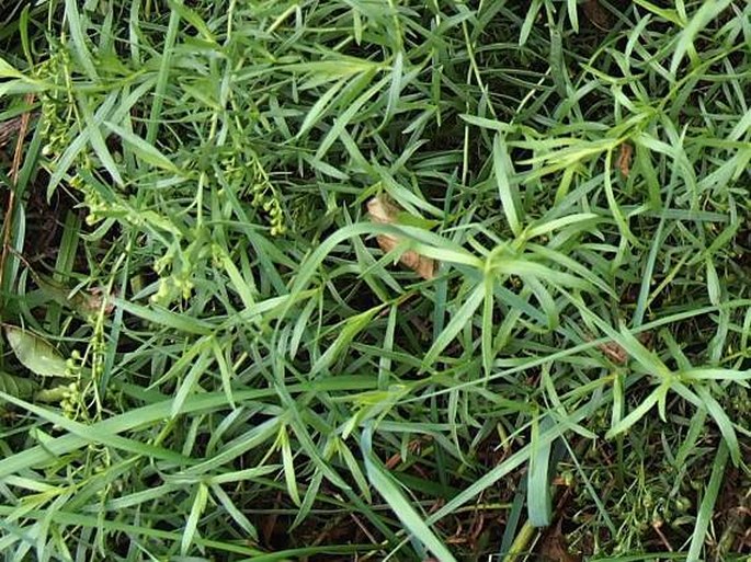 Artemisia dracunculus