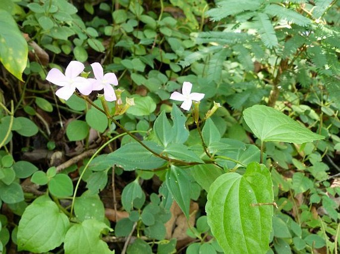 Arthrostemma parvifolium