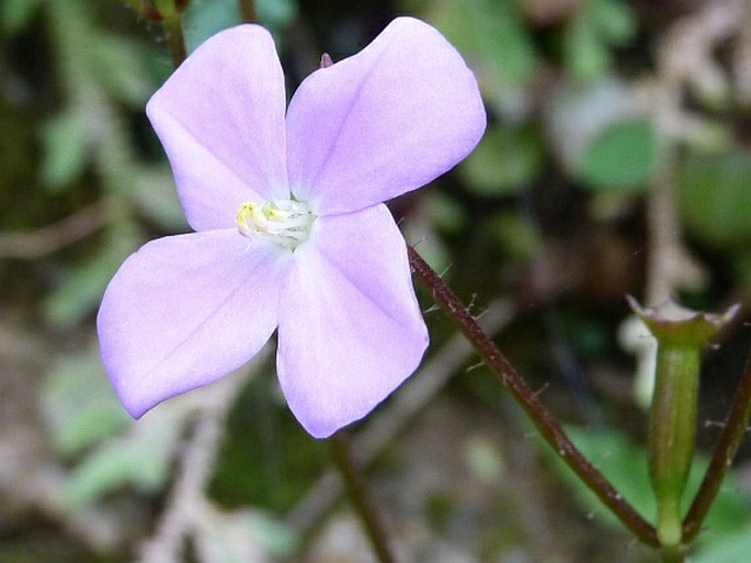 Arthrostemma parvifolium