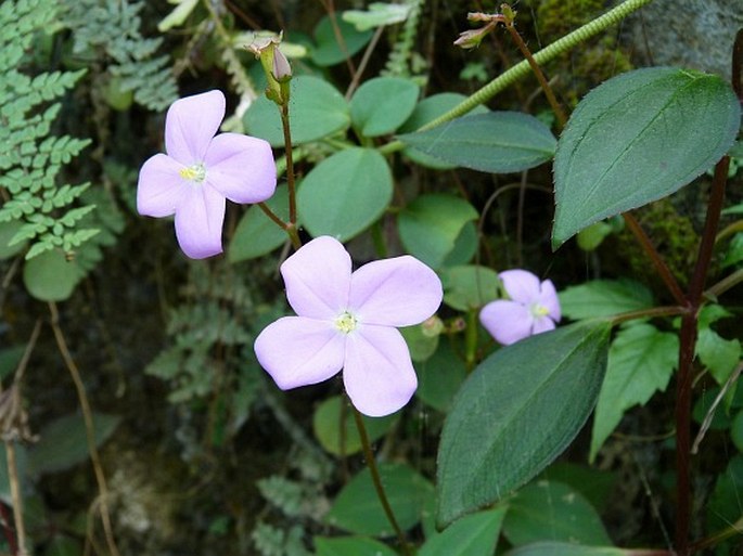 Arthrostemma parvifolium