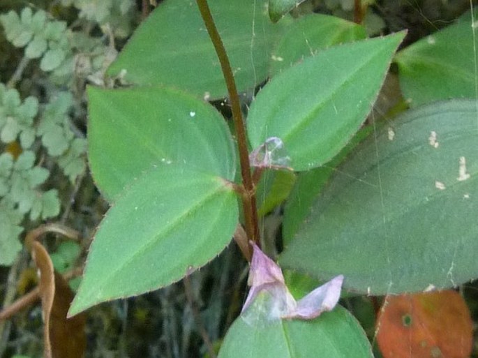 Arthrostemma parvifolium
