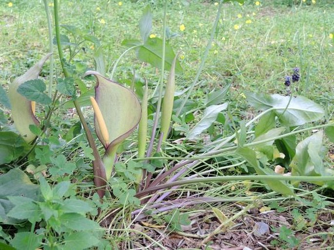 Arum concinnatum