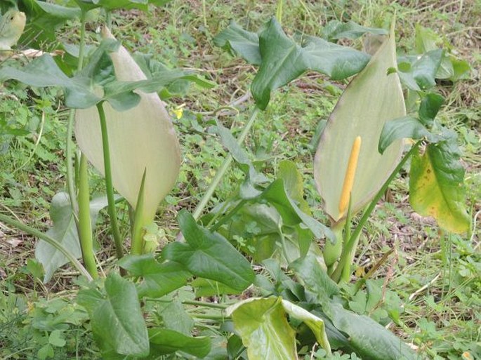 Arum concinnatum