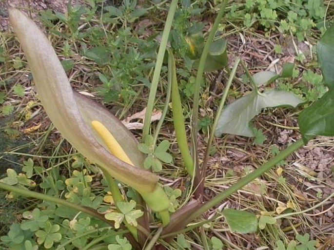 Arum concinnatum