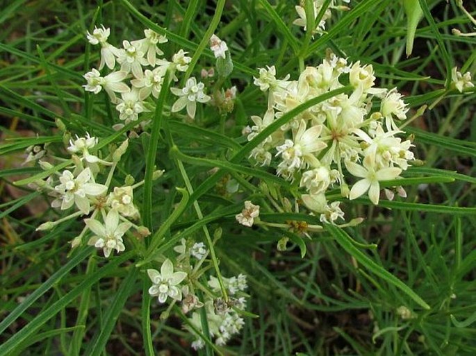 Asclepias subverticillata