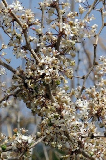 Asparagus albus