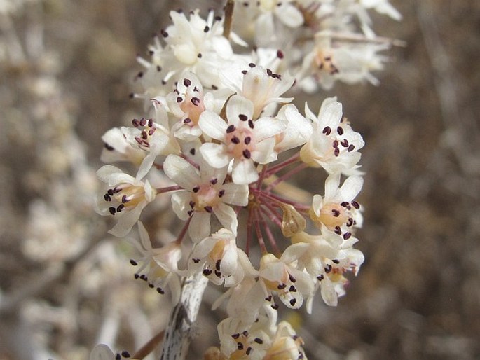 ASPARAGUS ALBUS L. – chřest / asparágus