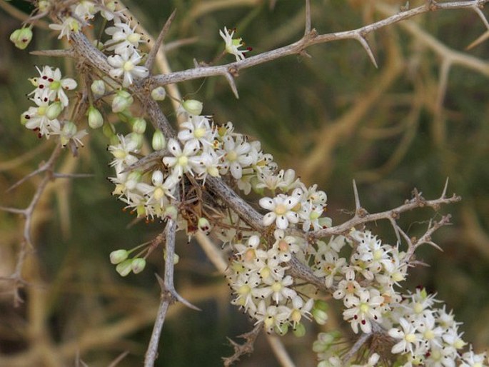 Asparagus albus